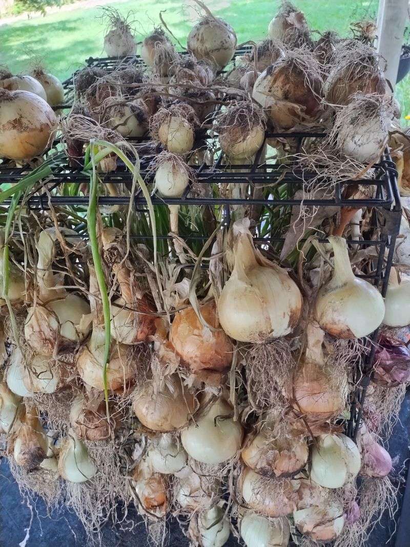 Ripening Onions