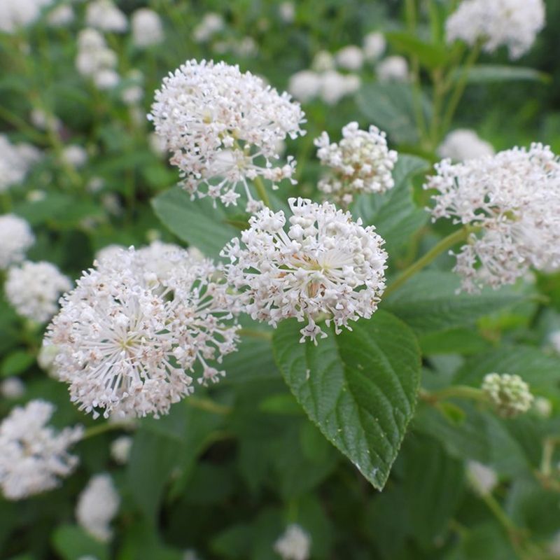 New Jersey Tea (Ceanothus americanus)