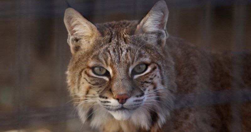 Bobcats
