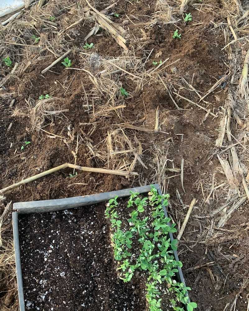 No-Till Practices