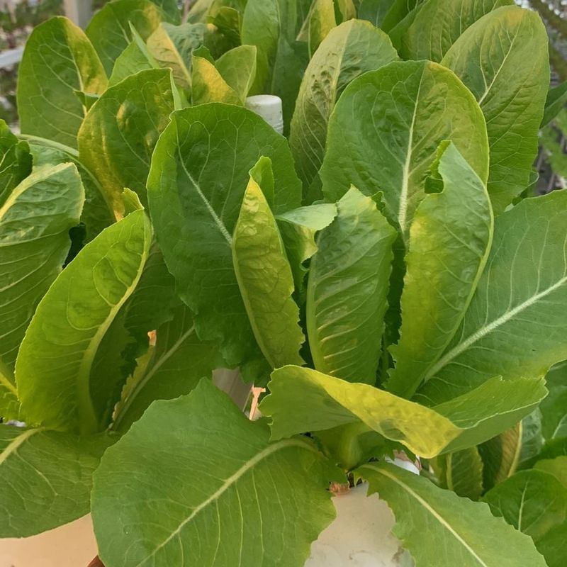 Romaine Lettuce