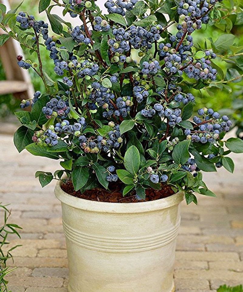 Blueberries