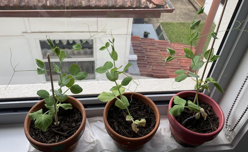 Dwarf Peas: Vertical Container Champions