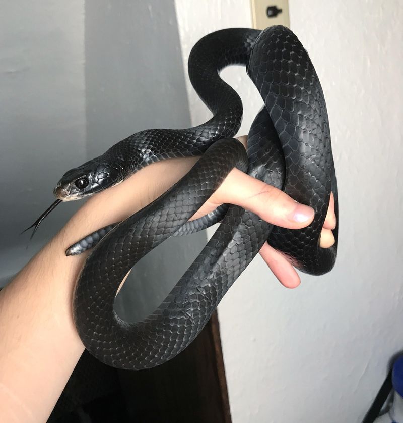 Black Racer: The Speed Demon