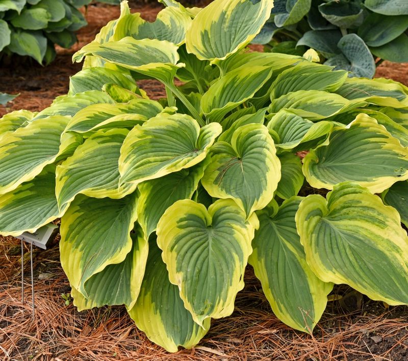 Diluted Milk Spray Shines Leaves