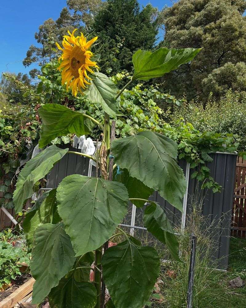 Russian Mammoth Sunflowers