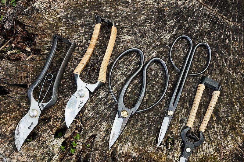 Specialized Pruning Tools vs. Basic Scissors