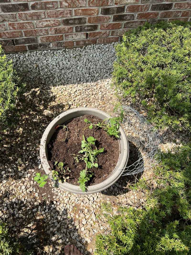 Root Protection System