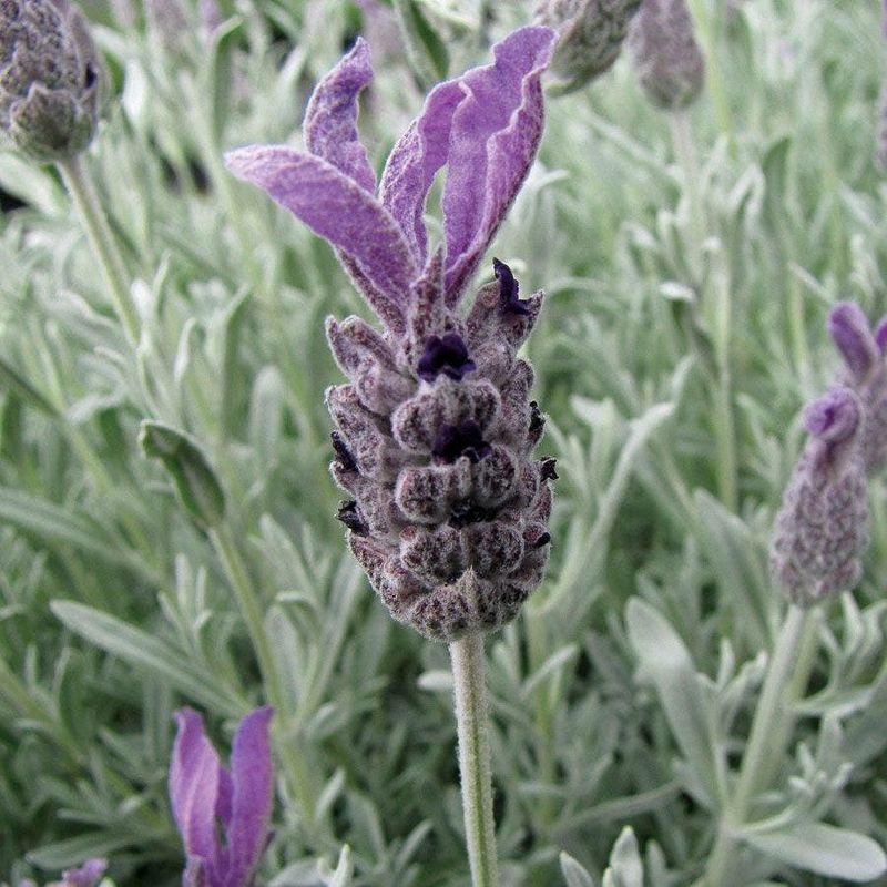 Anouk Lavender