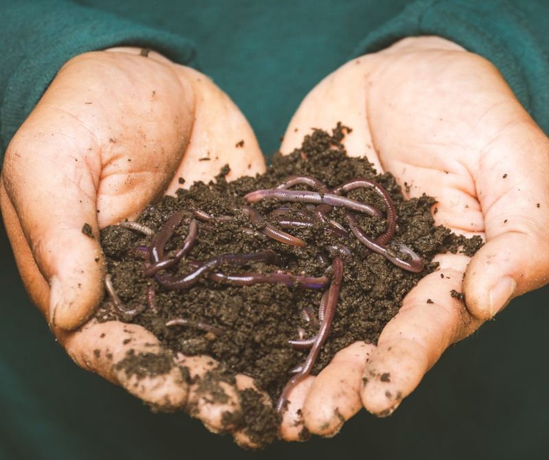 Earthworms: Underground Soil Improvers