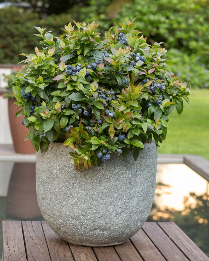 Blueberries (Container Varieties)