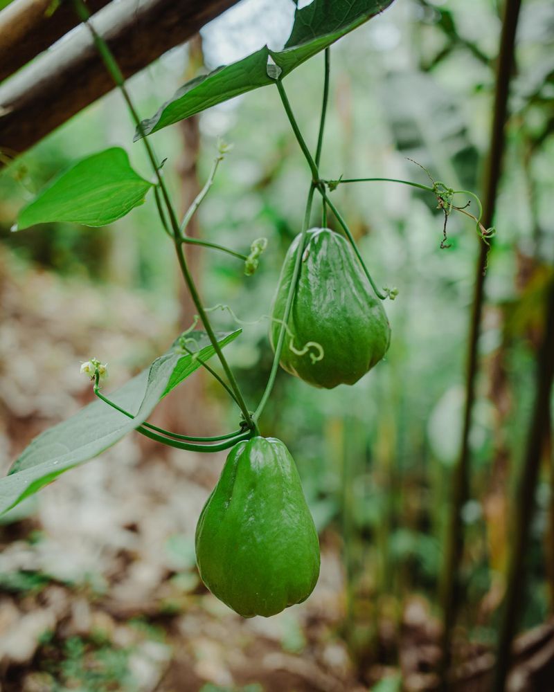 Chayote
