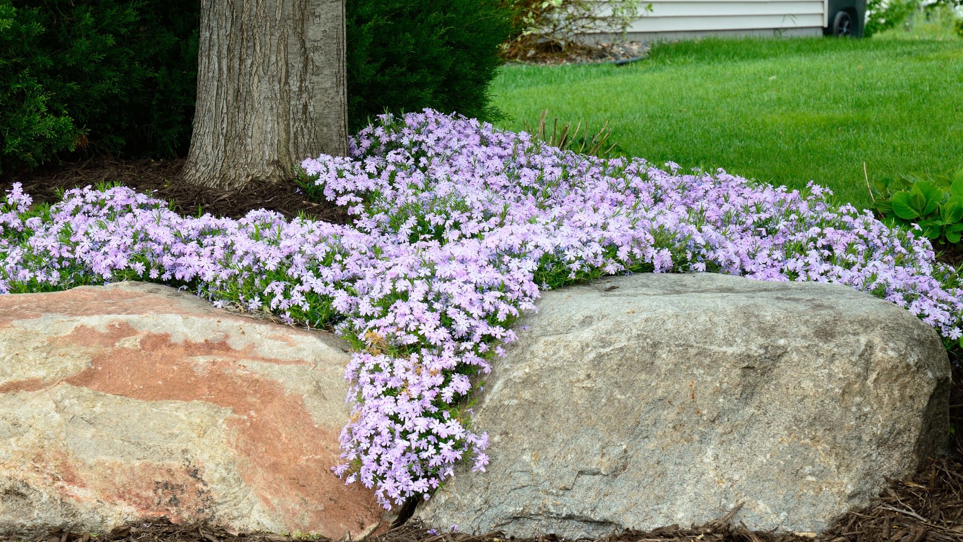creeping phlox under a tree
