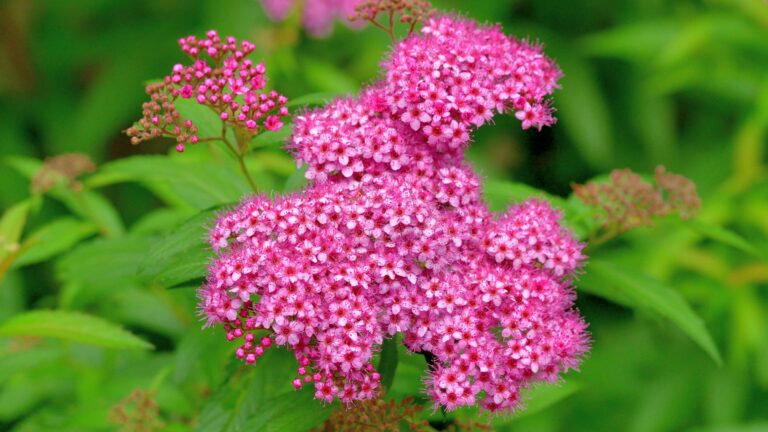 purple japanese spirea
