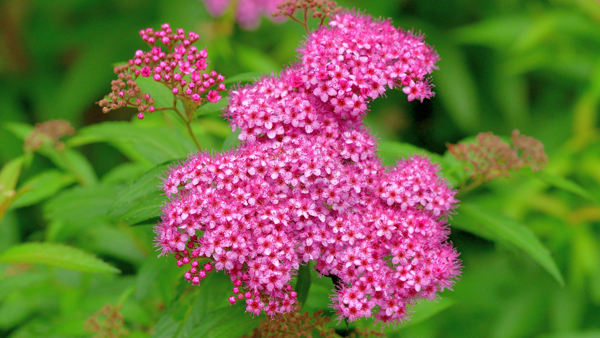 17 Ground Covers With Shrub-Like Growth (And Why You Need Them)