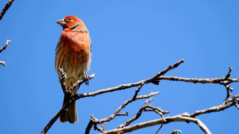 Seed-Eating Migrants Bring Distant Plants