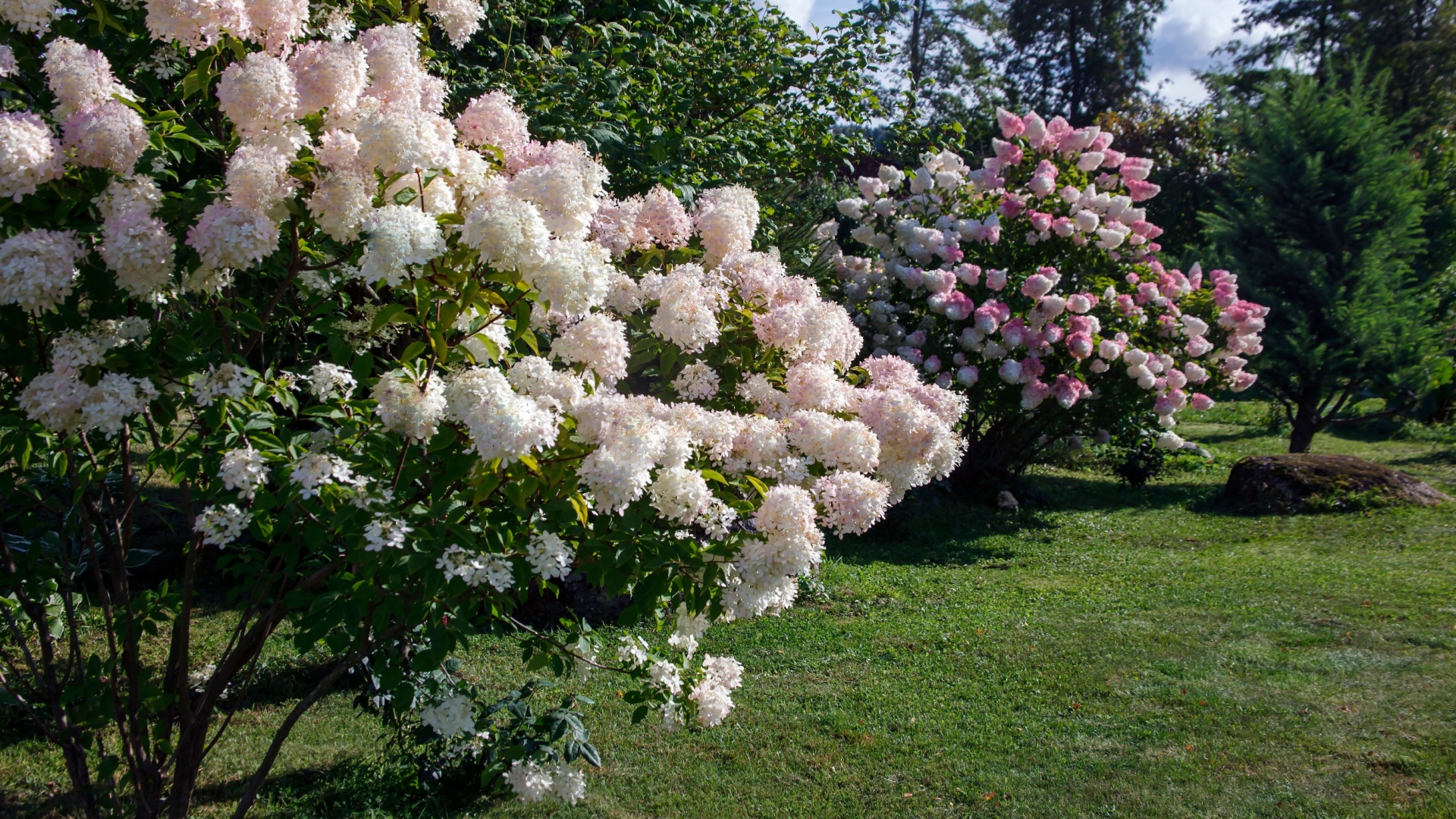 hydrangea trees in bloom