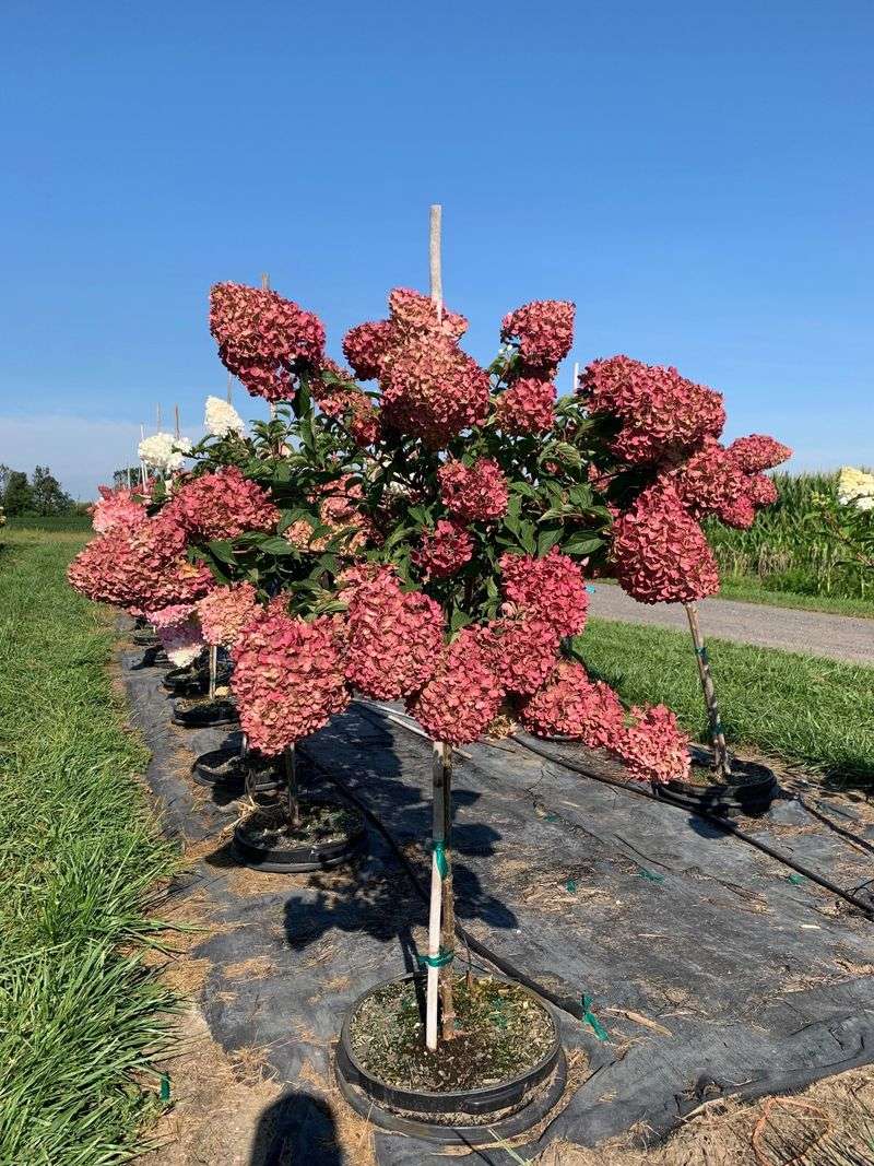 Choose The  Right Hydrangea Variety