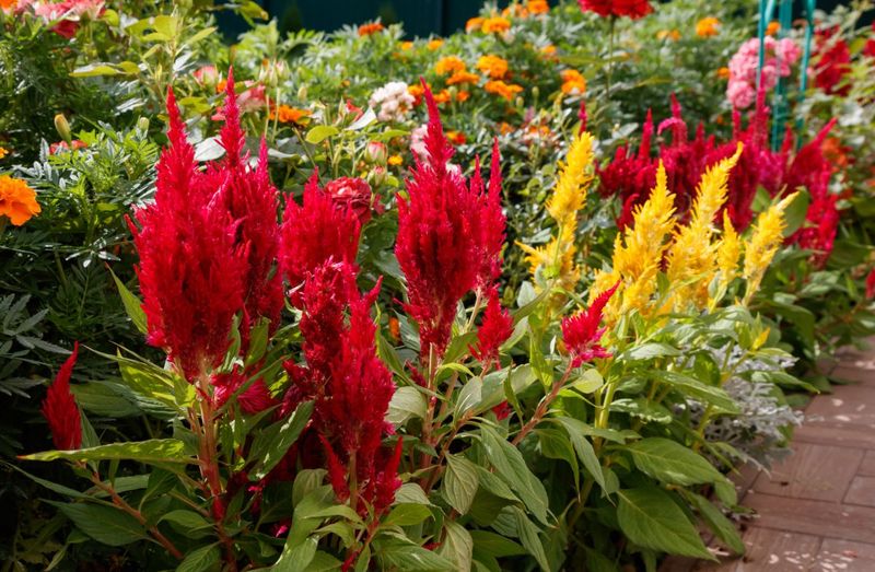 Companion Plant for Garden Harmony