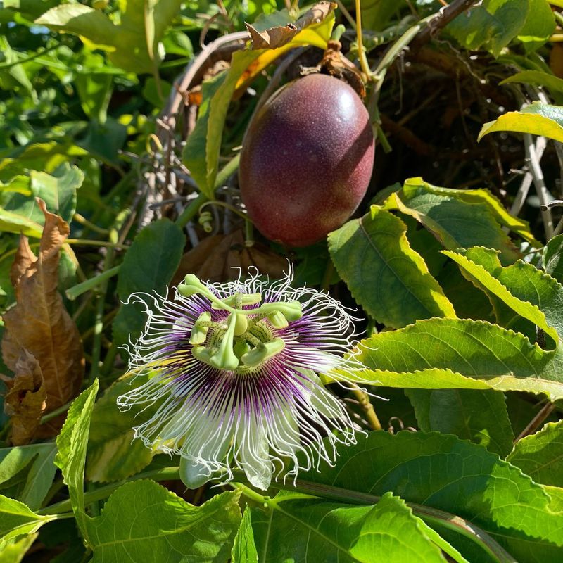 Passionfruit