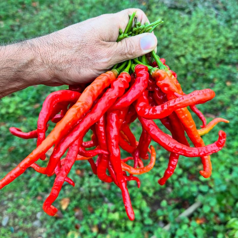 Cayenne - The Versatile Performer