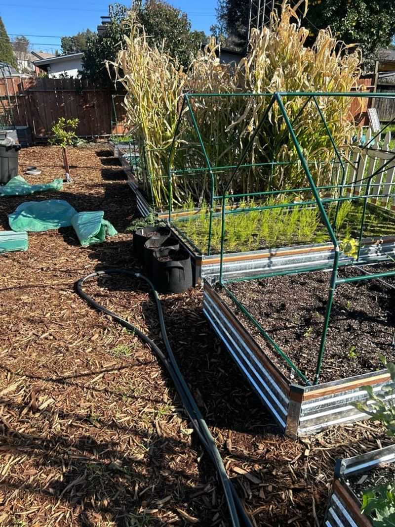 Cleaner Vegetables And Fewer Mud Splatters