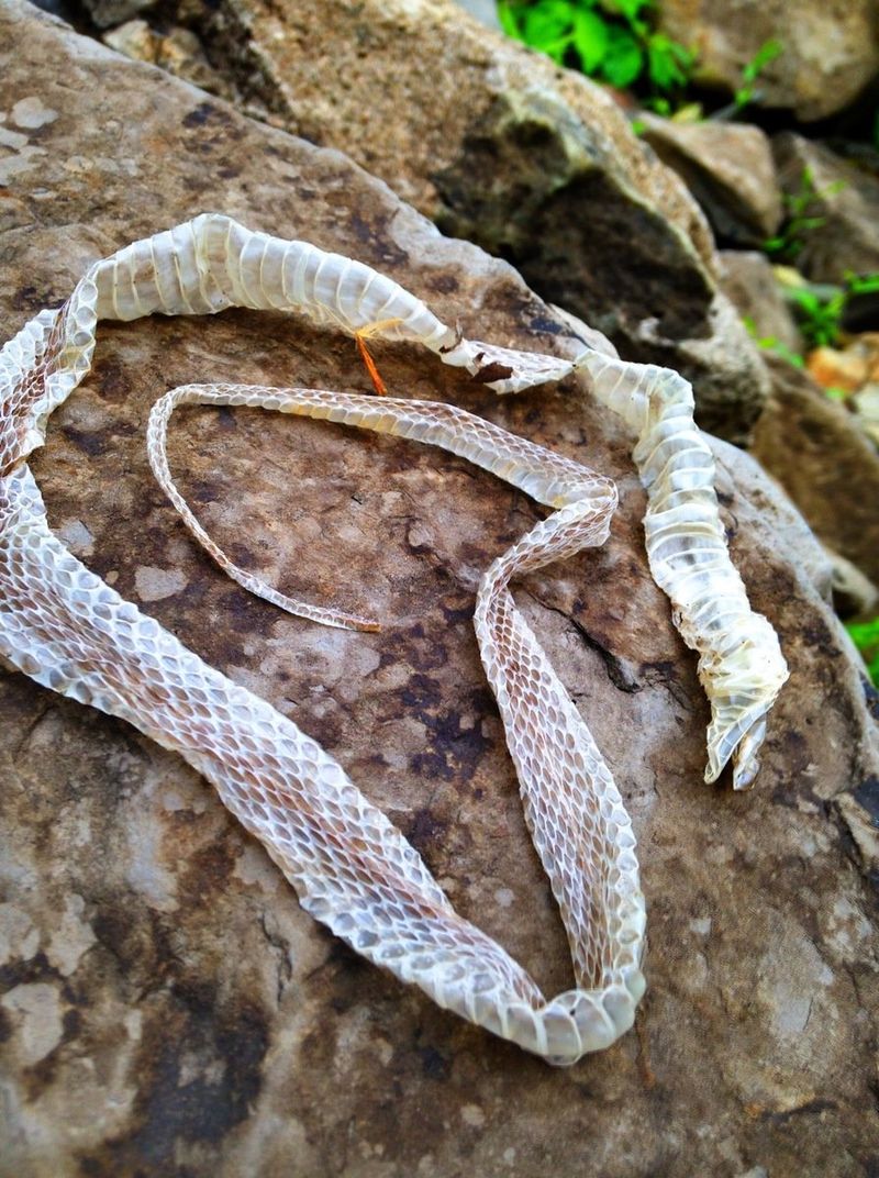 Shedding Skin Evidence