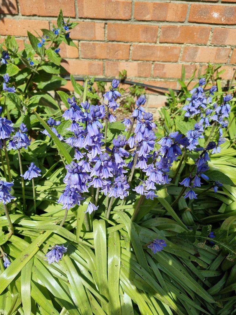 Hybrid Varieties Show Mixed Features