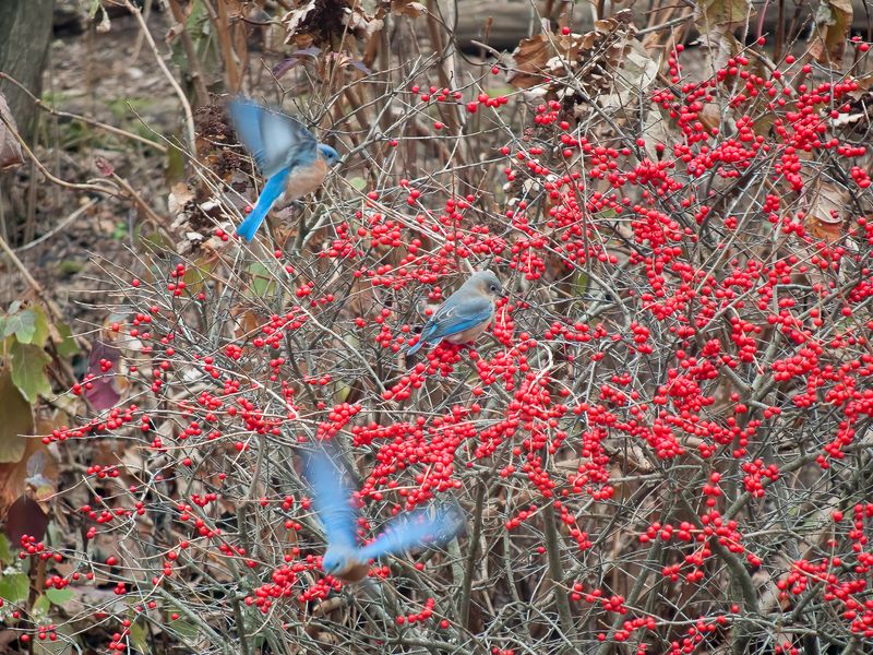 Winterberry Holly