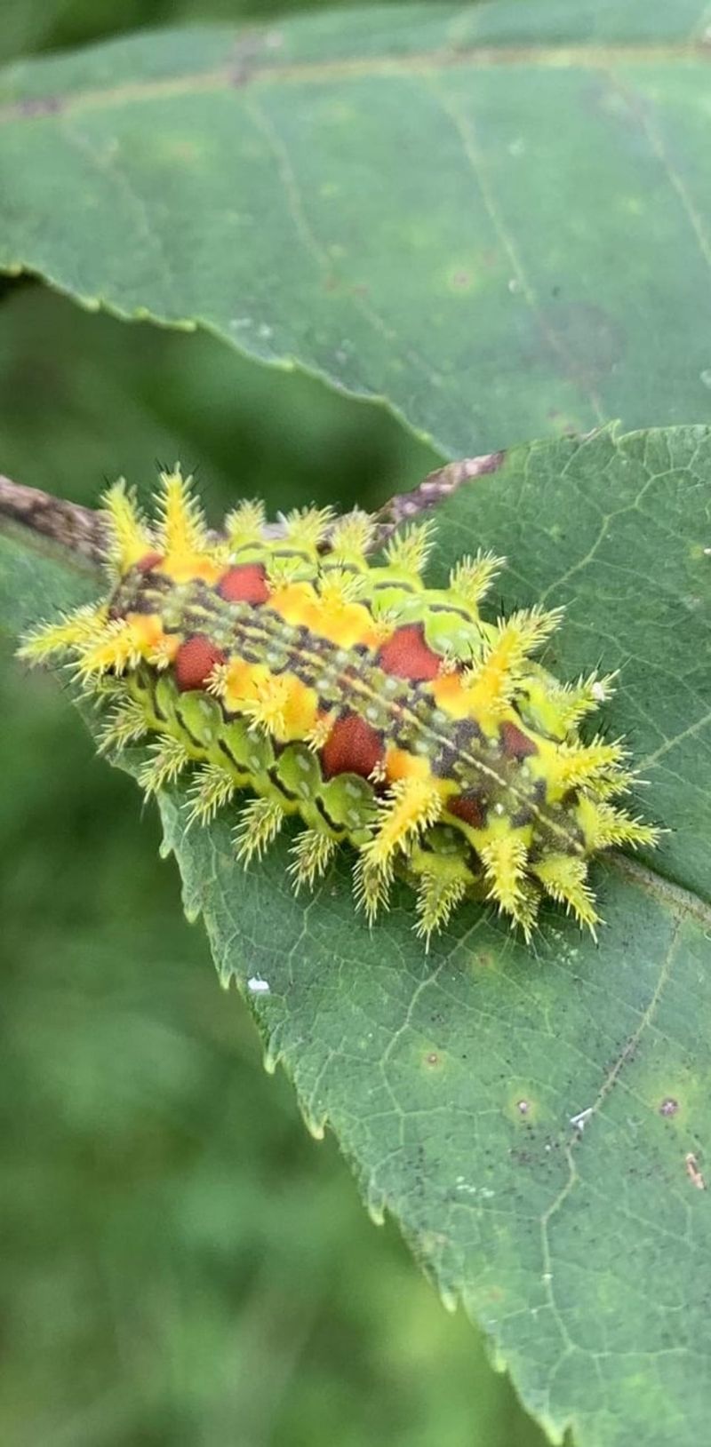 Spiny Oak Slug Caterpillar