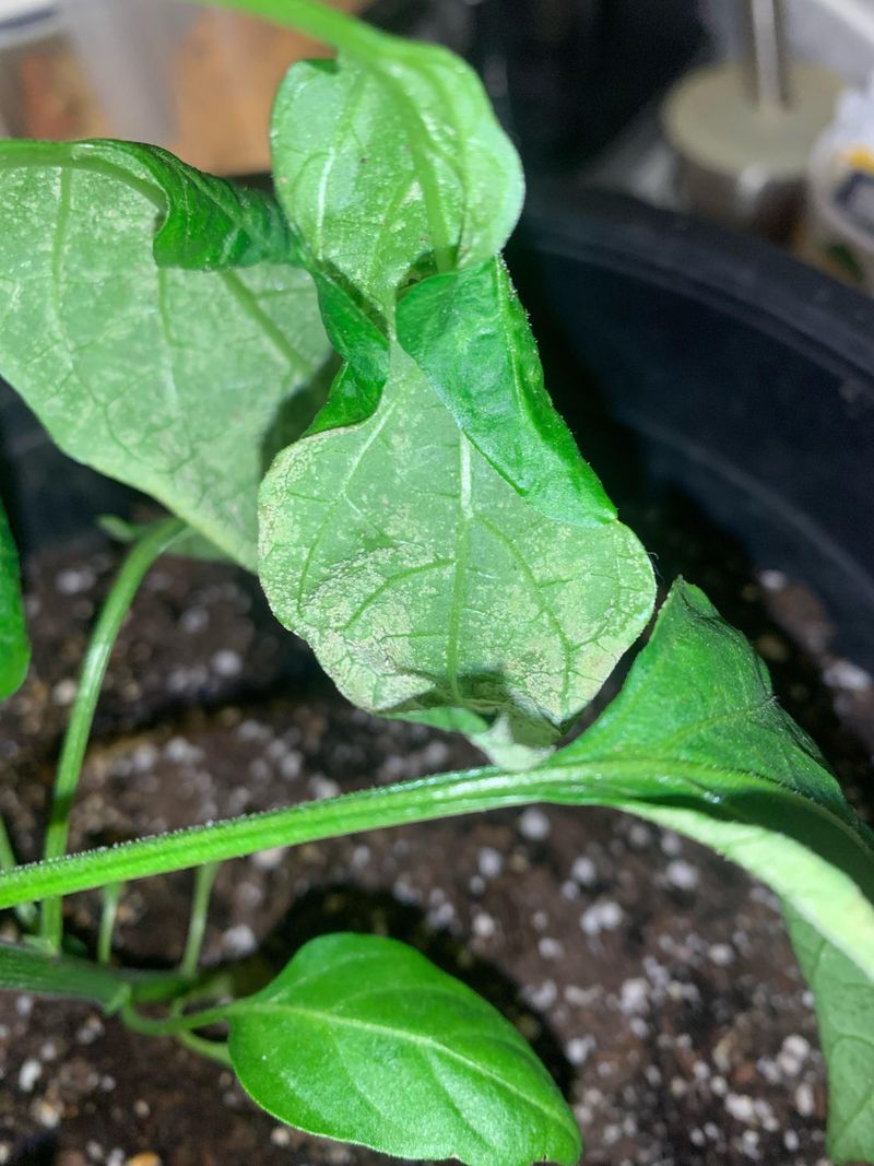 Manage Pests Proactively