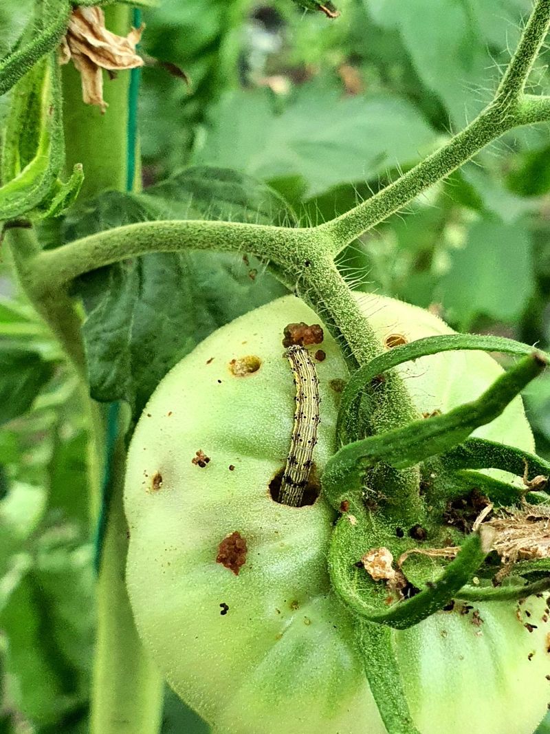 Monitor And Manage Pests Vigilantly