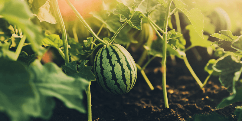 Prune Strategically For Bigger Melons