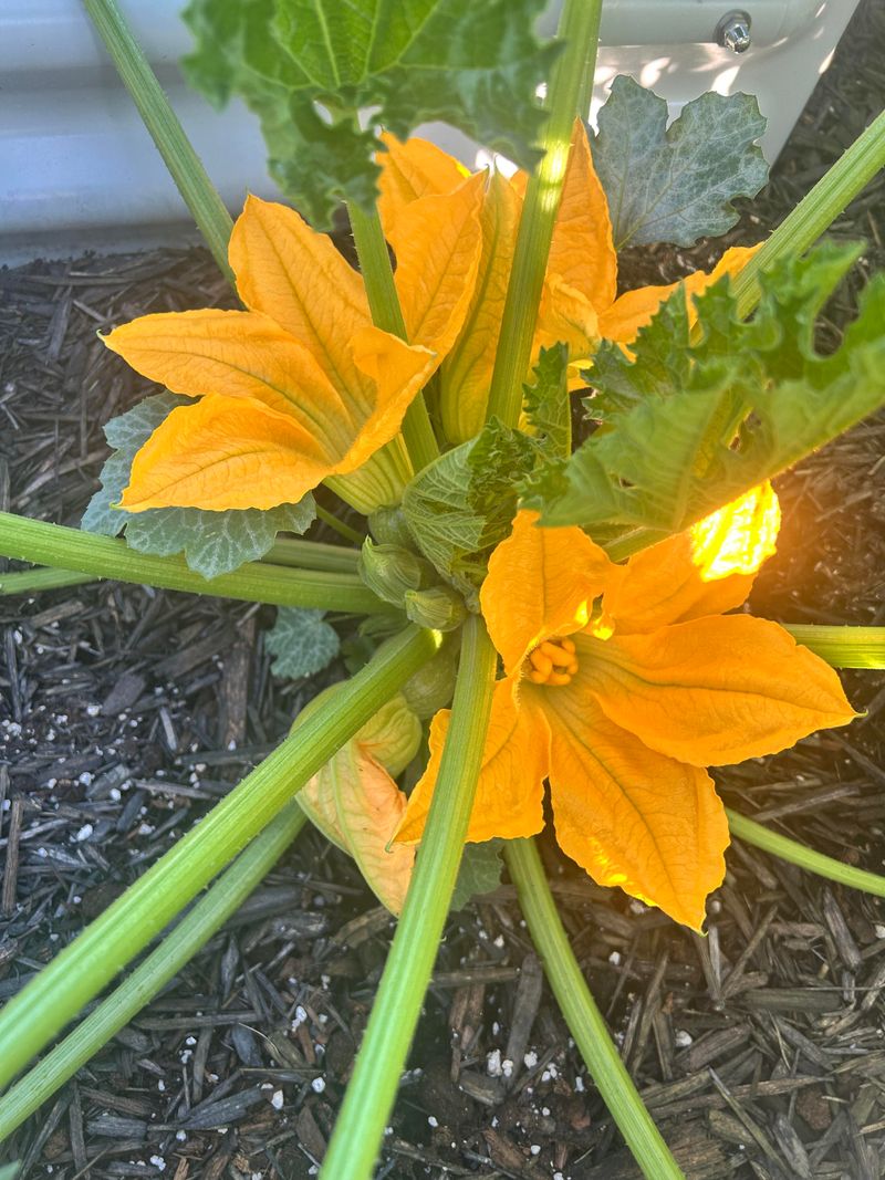 Morning Pollination Timing