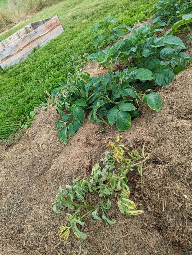 Mulch with straw