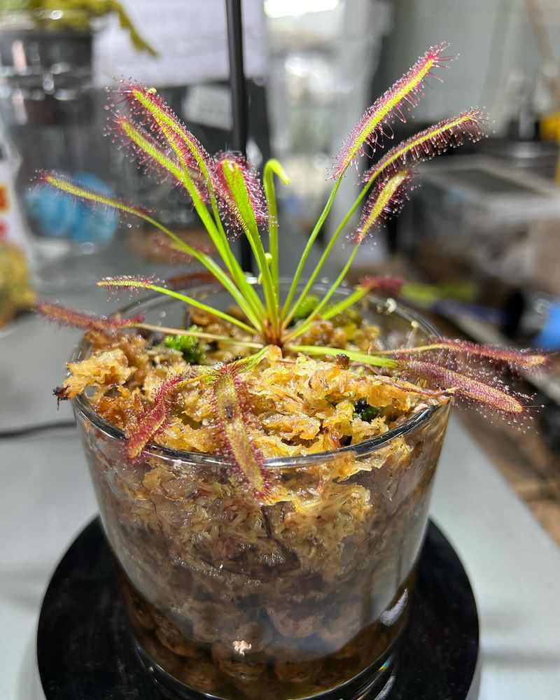 Deploy Carnivorous Plants