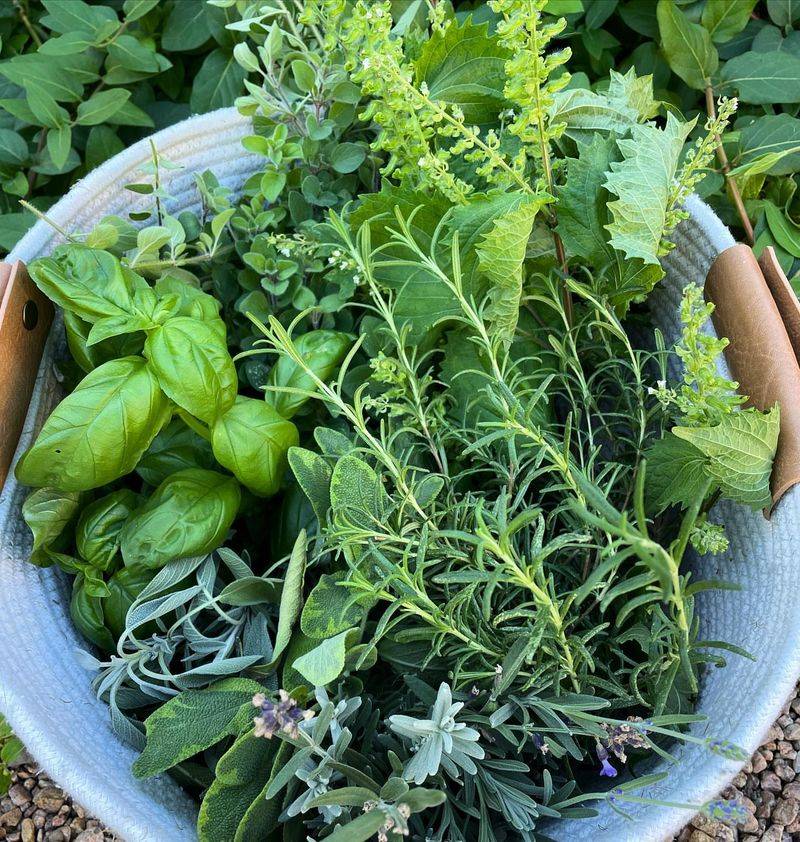 Try Screen Drying For Delicate Herbs