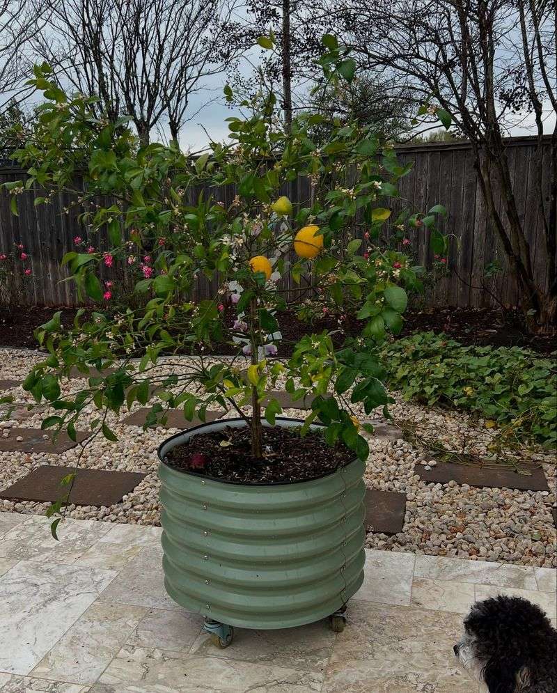Rolling Bucket Garden