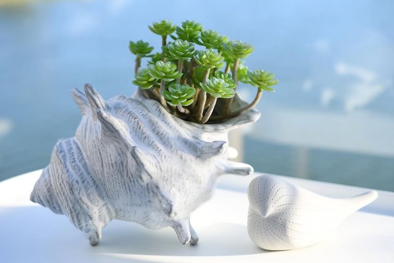Seashell Gardens