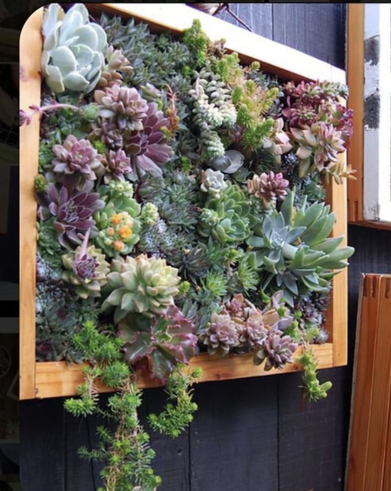 Succulent Picture Frame