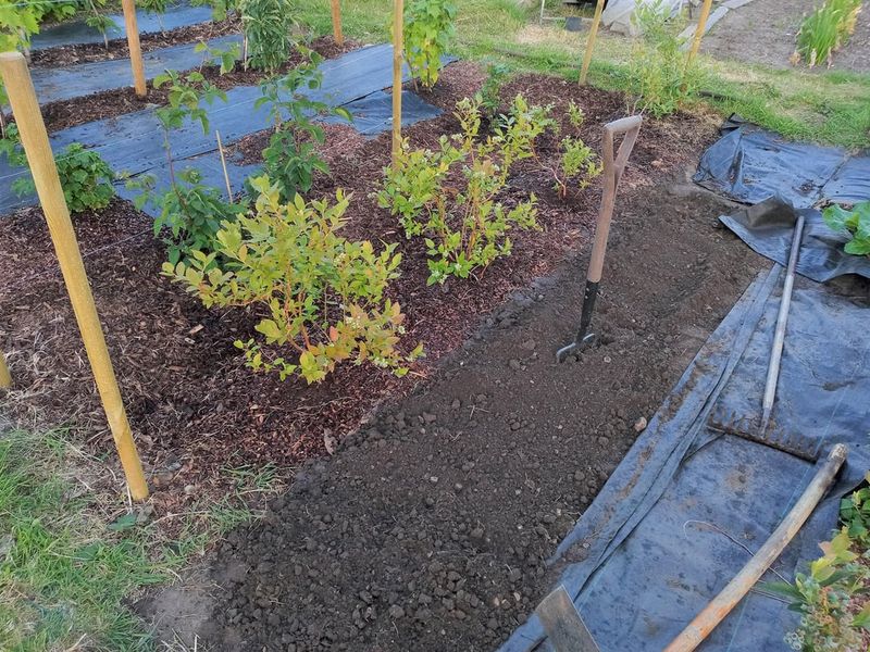 Provide Deep, Consistent Watering