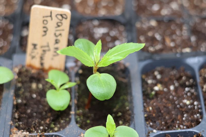 Time Transplanting Wisely