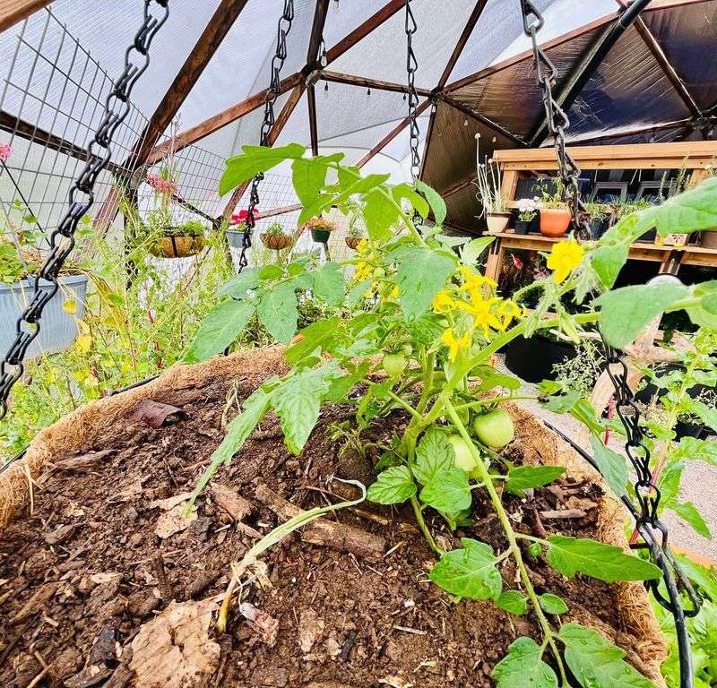Choose Overcast Days For Transplanting