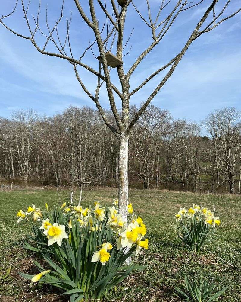Daffodil Bulb Barriers