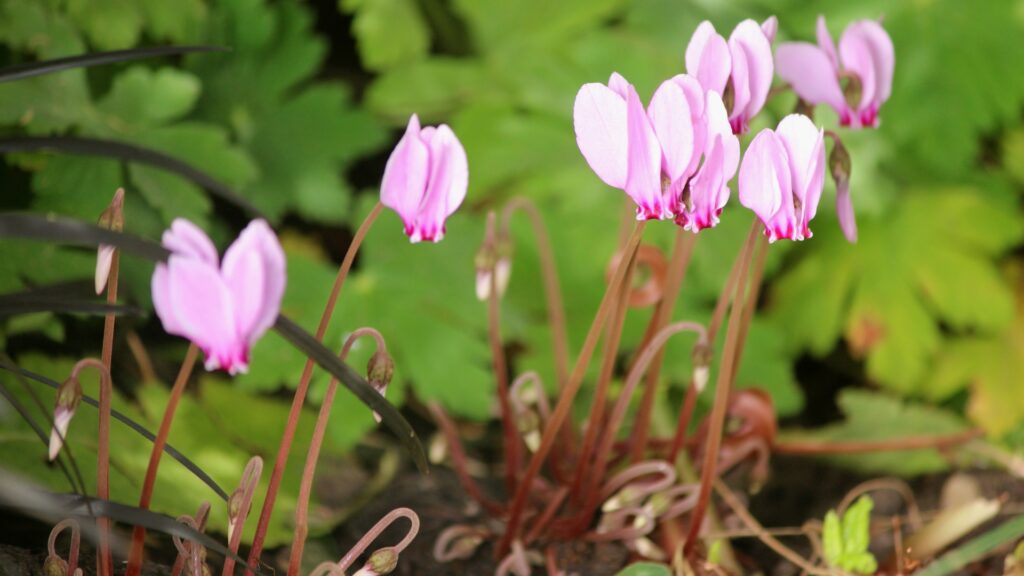 hardy cyclamen