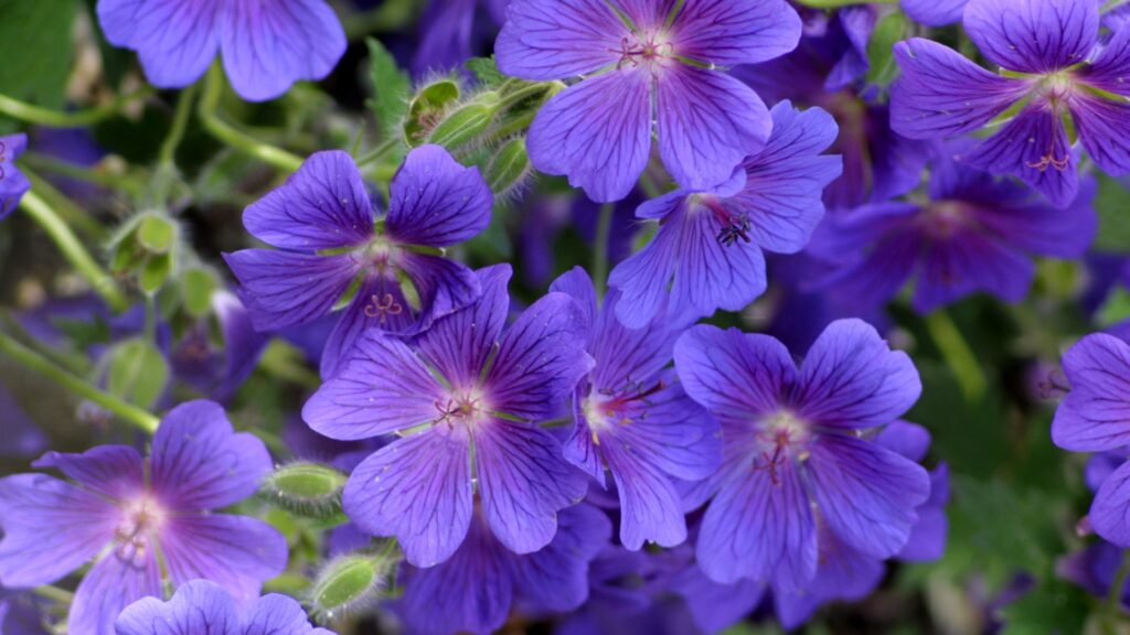 hardy geranium