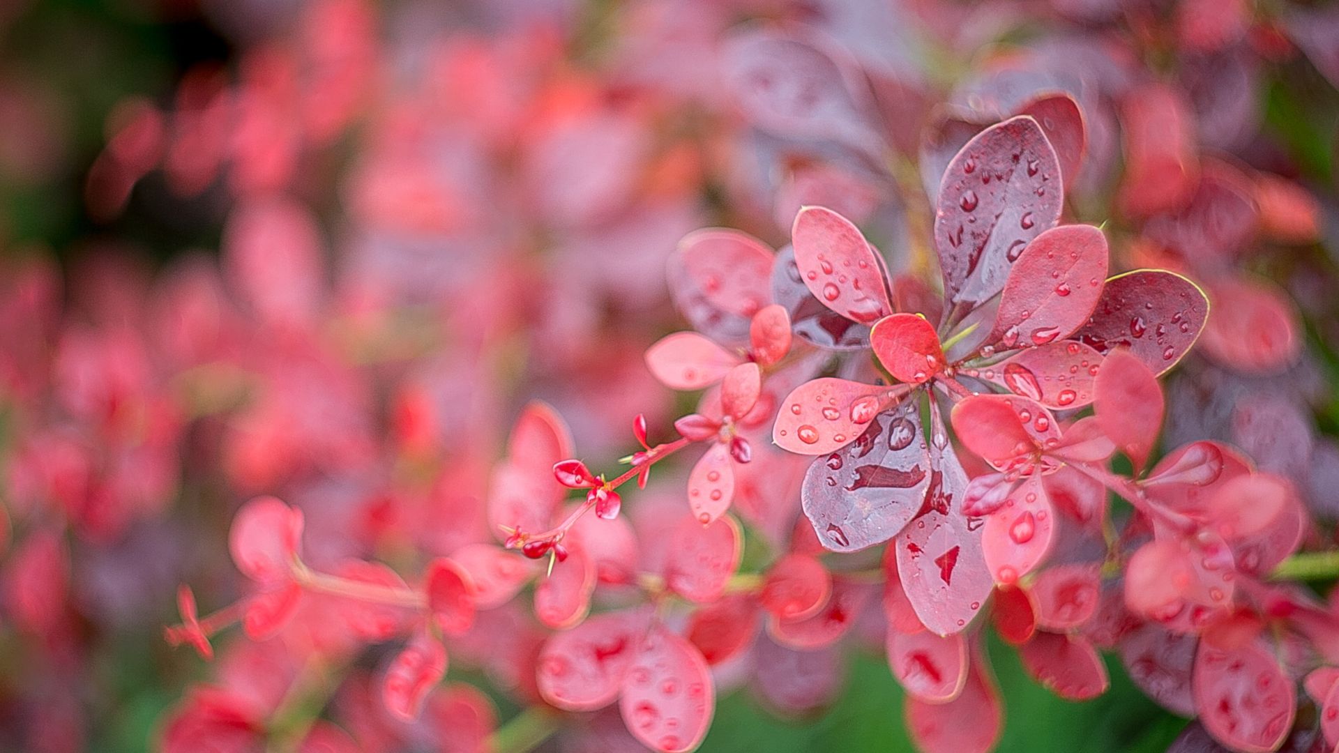 22 Hardy Shrubs That Don’t Mind Neglect (Plus Tips To Keep Them Thriving)