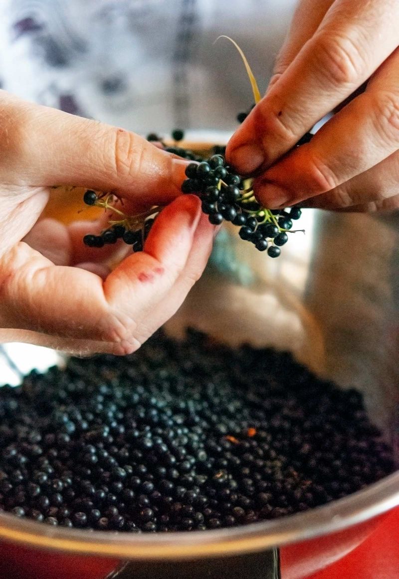 Process Berries Safely For Consumption