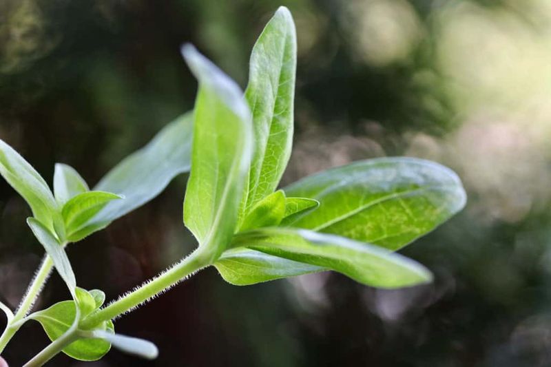Pinch Young Plants for Bushier Growth