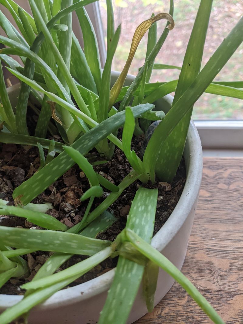 Maintain Consistent Humidity